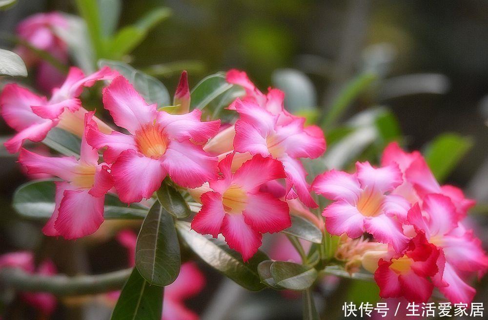  #浇完#夏天到了，3种花不能乱浇水，小心浇完就死！