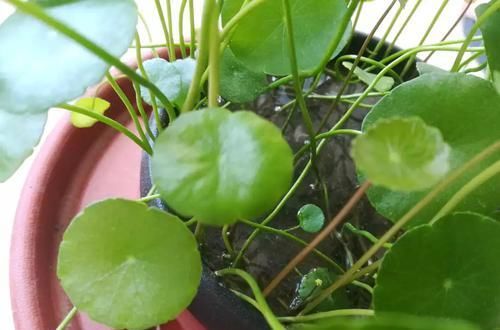 剃头:铜钱草又黄又乱糟糟的该怎么养?剃头半土加半水,一个月再次爆盆