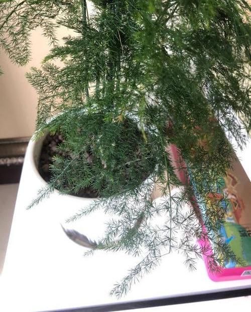  「哪种」文竹，云竹哪种好？云竹代表品味，文竹代表高雅，云竹更美观