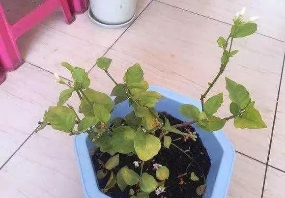 吉利|5种花“不吉利”,再喜欢也别养在“室内”,快搬出去吧