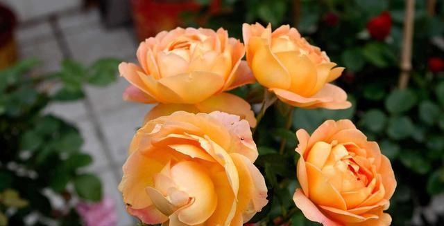  『花盆』炒熟的花生壳，埋在花盆底，能给月季花做花肥吗？