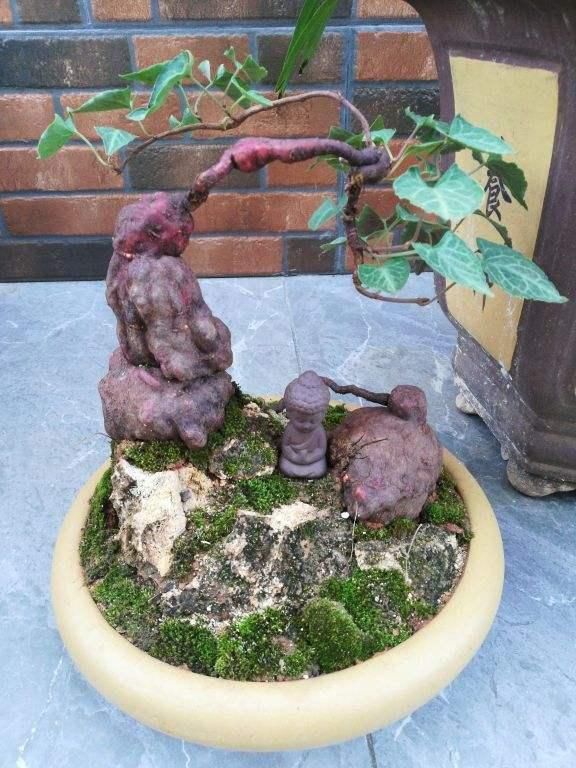  『把它』何首乌也能盆里养？花友大哥种出精品货，邻居朋友眼馋流口水
