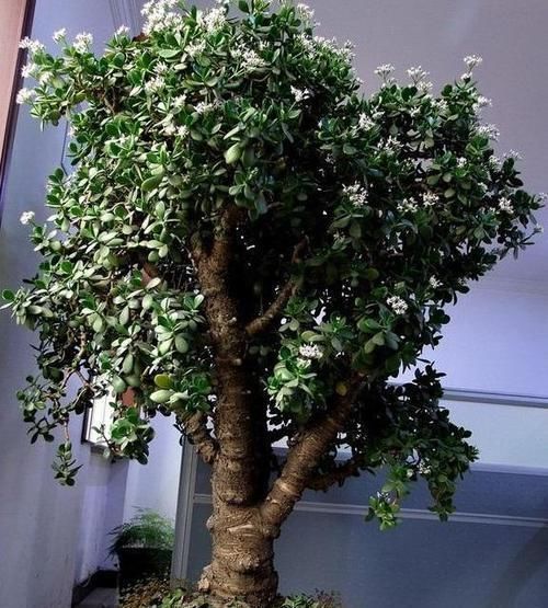 「不难」养玉树、马齿苋树,只需掌握3点,变成高价老桩盆景不难