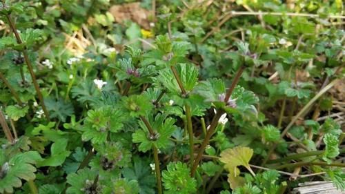 田地里生长的这种野草，农民当做害草除掉，却不知有祛湿的功效