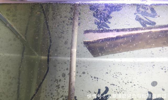  【水质】很多观赏鱼的鱼苗养不大，未必难在水质上，而是因为一个小问题！