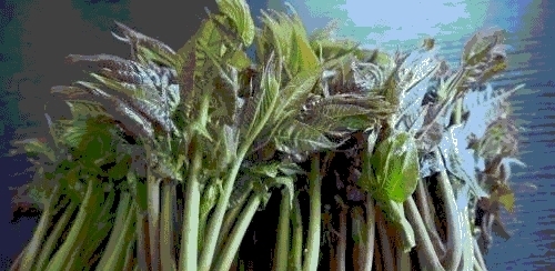 在农村有一种树，当地人只知道吃嫩芽，却不知木材被称为百木之王