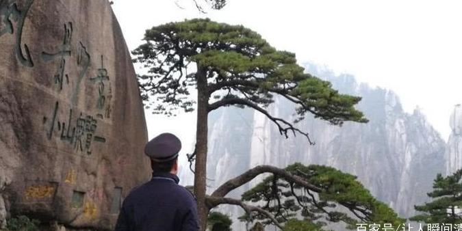 中国最贵的三棵树:其中一颗买了一亿保险,专门的科研人员看守!