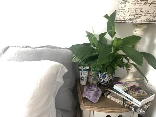 「上图为」卧室里养这几种植物,可以提升睡眠质量,要养护得当才能发挥效果
