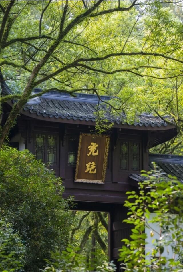  『翠色』翠色参天叶七出，这样的虎跑清新又灵动~