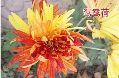  争艳■百菊争艳，来盆名菊珍品鸳鸯荷，宛如鸳鸯双棲蝶双飞，开花美爆盆