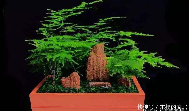 「形态」养文竹要避开三个“雷区”,才能让它形态优美