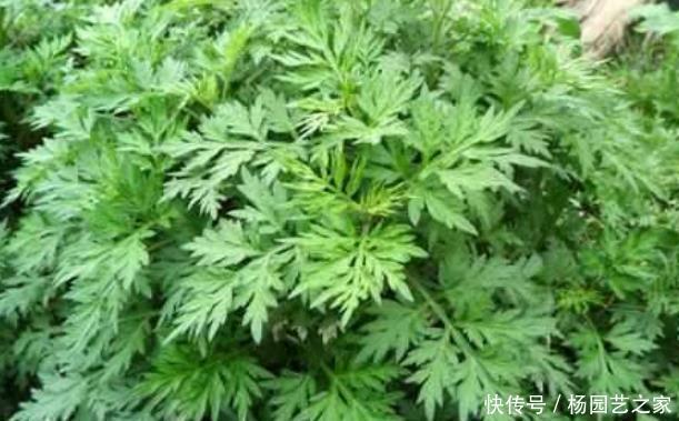 『花被』这4种花被称为“活香水”,净化空气除异味,一家人都健康!