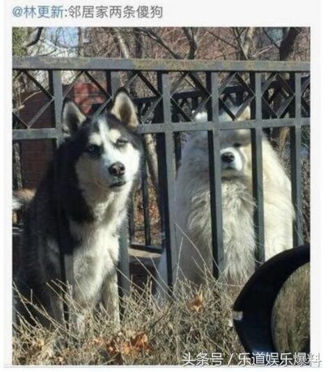 被晒病历造谣已遭网友盗号表白思聪林更新的遭遇总是为何这么清奇