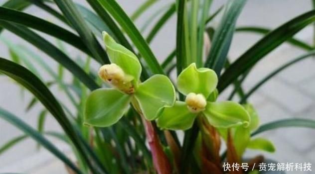 『冬季』冬季室内养兰花，重点在于“它”，做好就能长旺开花