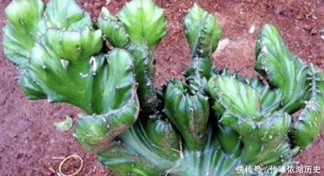  [植物]山东张大姐捡到1棵“植物”，将它种在花盆里，养1年，能值200！