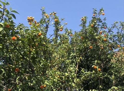  【卖光】速度！汤塘四九滞销的砂糖桔已全部卖光了！