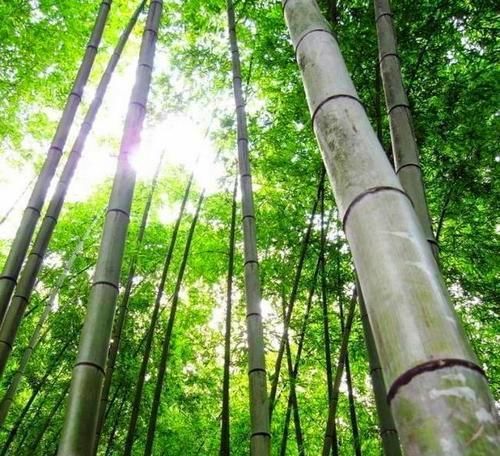  【竹子上】养竹子容易生出一种物质，名叫“竹三七”，其实也是宝