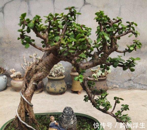  【枝条】路边挖一棵马齿苋，养成老桩做盆景，开花一层层，真值钱了