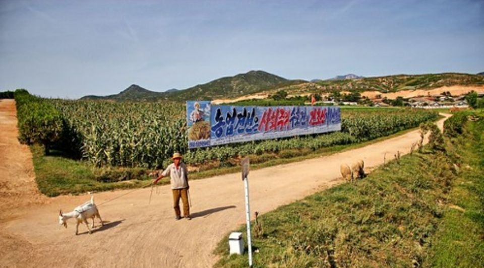  手工@朝鲜农民如何收庄稼？一靠手工二靠牛，机械相当少见