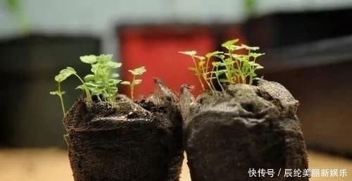  「草莓盆栽」摘来的草莓水果还能用来播种，很快就能开花结果