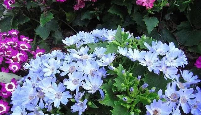  家里|5种“草花”，株形小，好管理，养在家里很合适