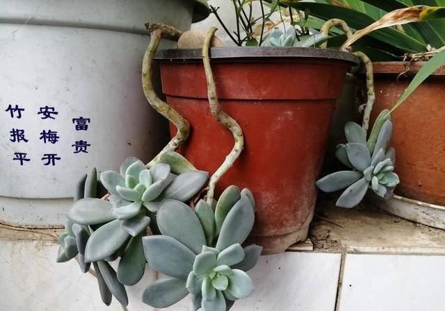  #万物#酸咪草凤仙花桂花果，有他们在的地区，万物皆满春！