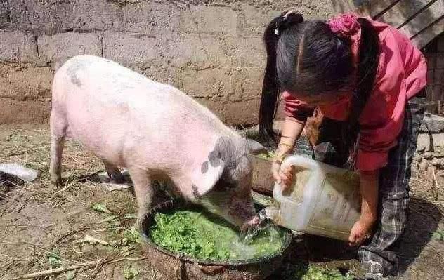  没错@七八十年代喂猪的野草，不是中药材就是野菜，吃过的是土豪