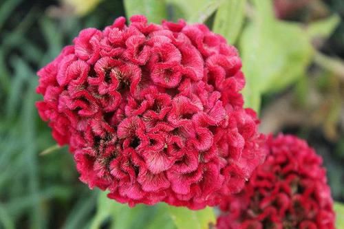  『花语』鸡冠花似火的绽放着，花团锦簇，赋予它“真爱永恒”的花语