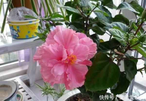 『养花』家里养花别错过这“3种”,美丽大气,好养的不得了,尤其第三个