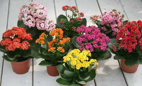  #适合#这5种花卉既好养，又开花鲜艳，花量大，适合新手盆栽养护