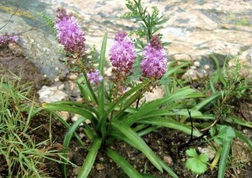  「绵枣」1种植物被称为“地枣”，看着像“大蒜”，遇到要珍惜，1斤10元！