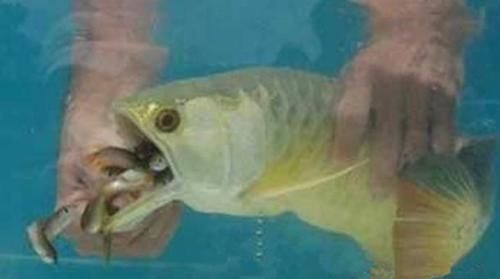  [水族市场]小伙高价买一条金龙鱼回到家中金龙鱼一张口小伙高兴的大喊赚了