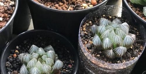  「爆炸」奶茶杯子种玉露，经济实惠又好用，个个都胖到爆炸！