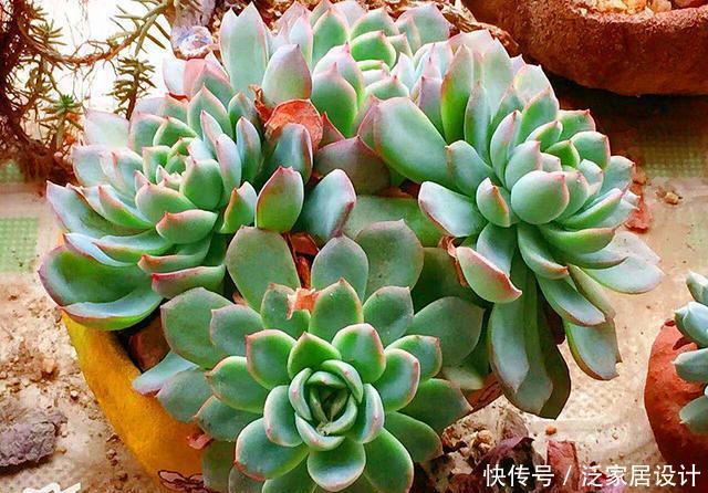  【多花卉朋友】多肉植物养护中，2个方法解决徒长问题，很可能“因祸得福”