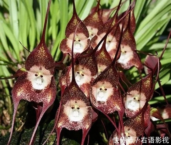 外国兰花撞脸孙悟空!售价高达5000元,游客:长这样为了吸引猴子?