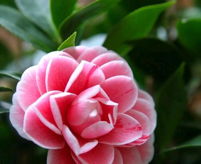  【救活】茶花上盆半月叶子都蔫了,怎么救活它