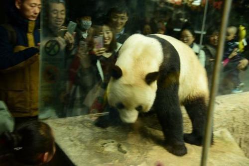 国宝“熊猫”被游客观光时，却向游客拉屎撒尿，网友：好调皮捣蛋
