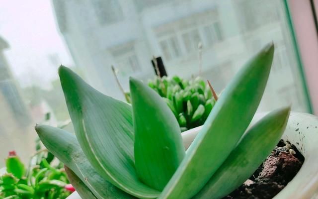  『根部』烂根的芦荟砍一刀，浅栽发根没问题，掌握芦荟养护3要点，养死难
