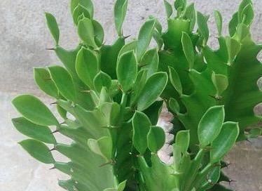  『仙人掌科植物』龙骨、量天尺、令箭荷花，是同一种植物吗？养护方法有什么不同？