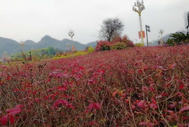  小花开■春天如同秋风雨一夜之间红山头