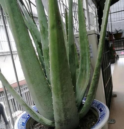  『芦荟』养芦荟，按照这个“路子”，蹭蹭冒小芽，叶片粗壮厚实，挤满盆