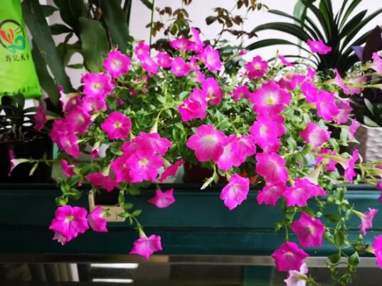  #春天#花期超长的5种花，最适合春天种，一开就是大半年