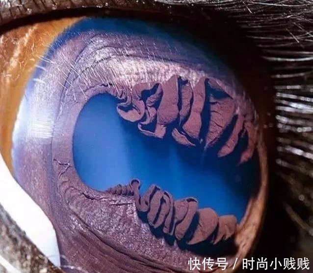 世界之大,无奇不有,看看这些神奇的图,会‘’震‘’撼到你