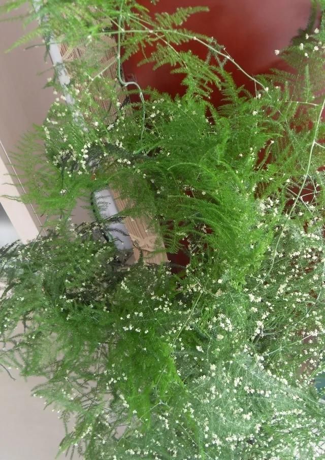  养护@文竹开花是大凶？完全是“扯蛋”，满足3个小要求，白花开满盆