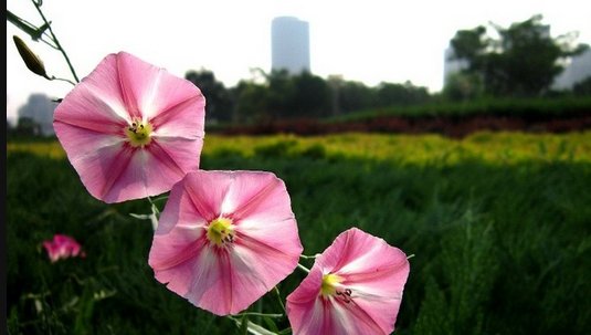  旋花：农村常见的“田旋花”随处可见，它价值珍贵，见到请珍惜