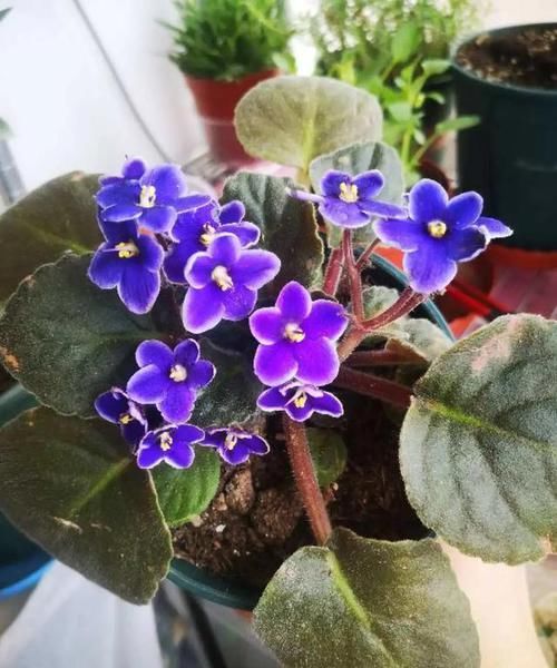  耐涝花@4种耐旱花，4种耐涝花，3种耐阴花，3种耐晒花，都是好养的懒人花