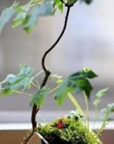  【破碗】一个破碗，长出一座小花园，看到它整个世界都亮了