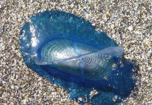 沙滩被大量蓝色物体占据，游客上前查看后不敢再逗留