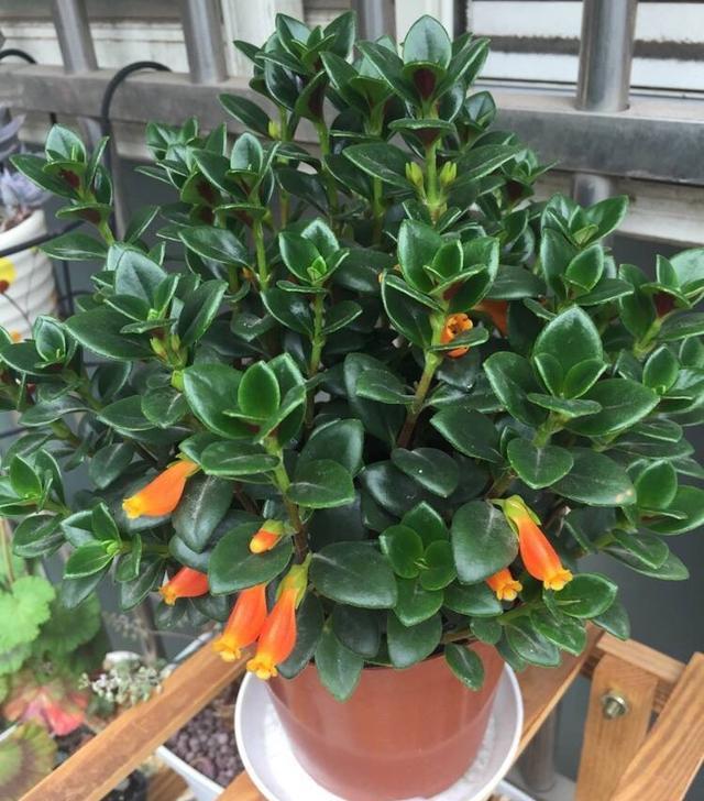 「养护」阳台养1盆这种花,比金边吊兰漂亮,1个种植诀窍,叶翠绿开花多