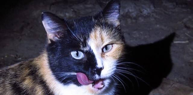 『猫咪皮毛』三花猫几乎都是母猫,这是都市传说,还是真实存在的现象呢